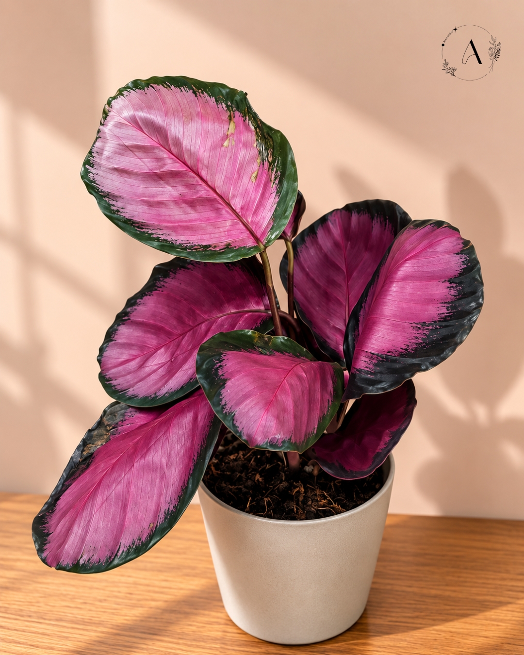 Plant arrangement
