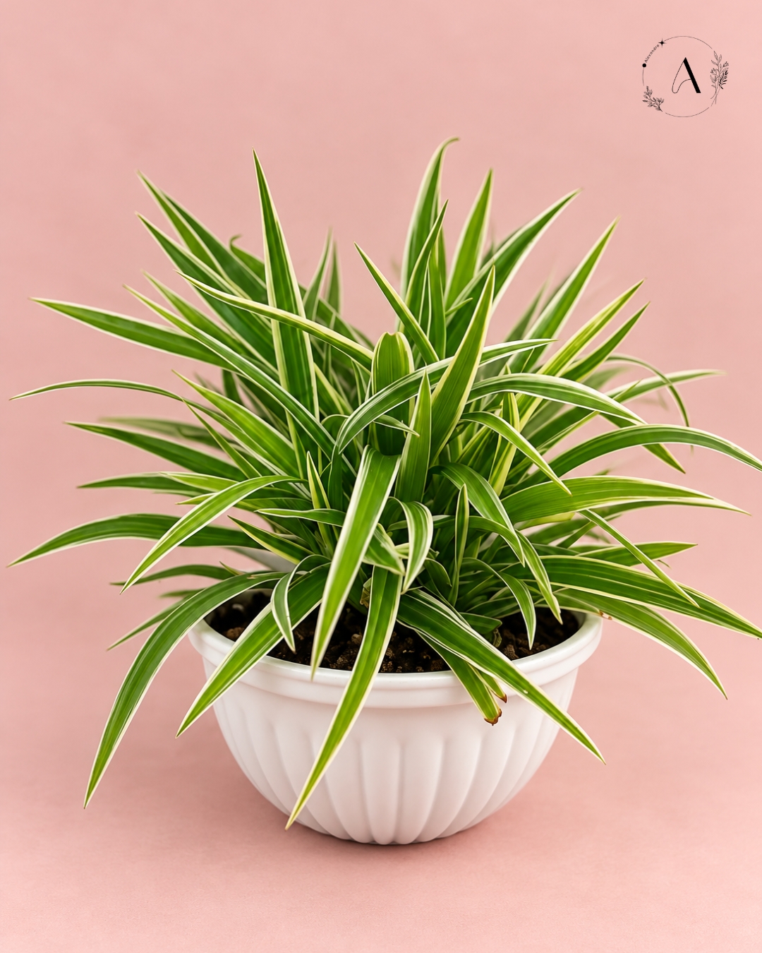 Plant arrangement